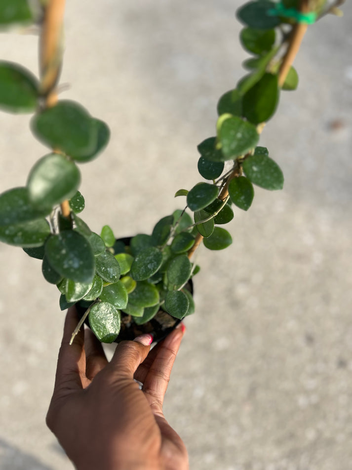 Hoya 'Mathilde Splash' – Prop & Grow Plant Shop