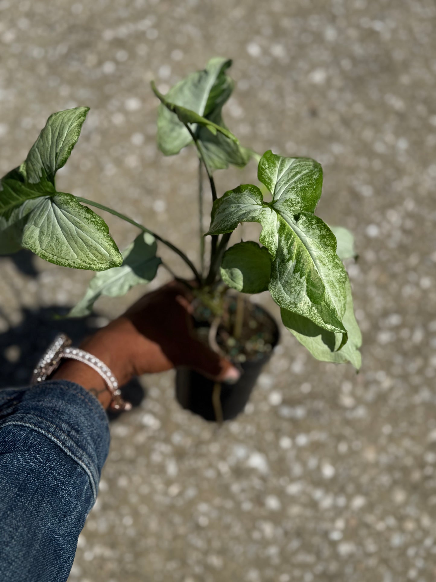 Syngonium Podophyllum 'Three Kings'