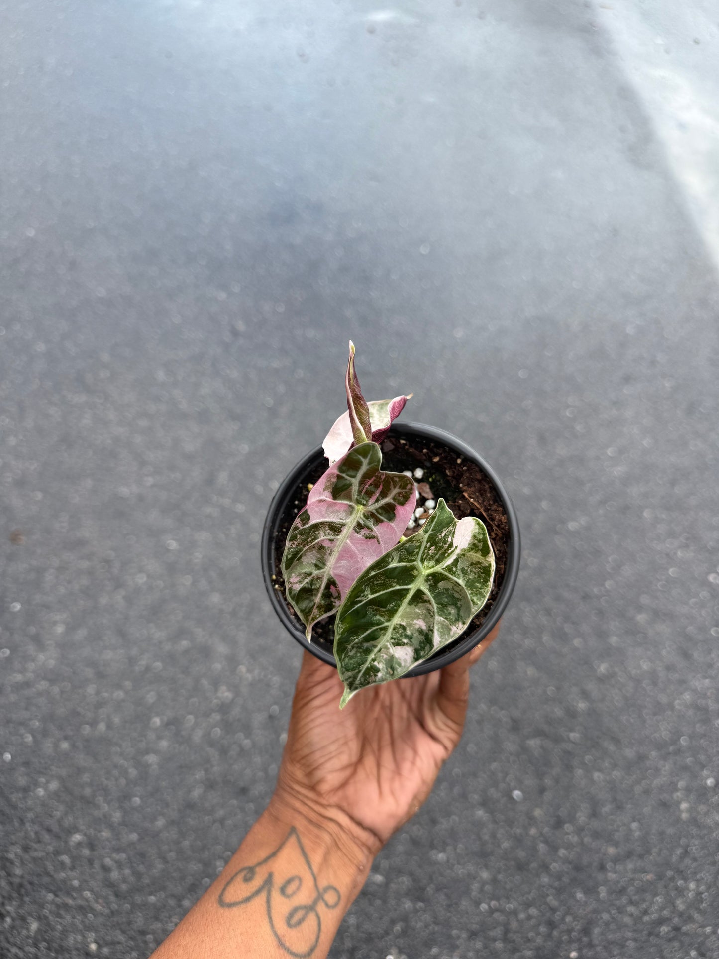 Alocasia watsoniana pink variegated