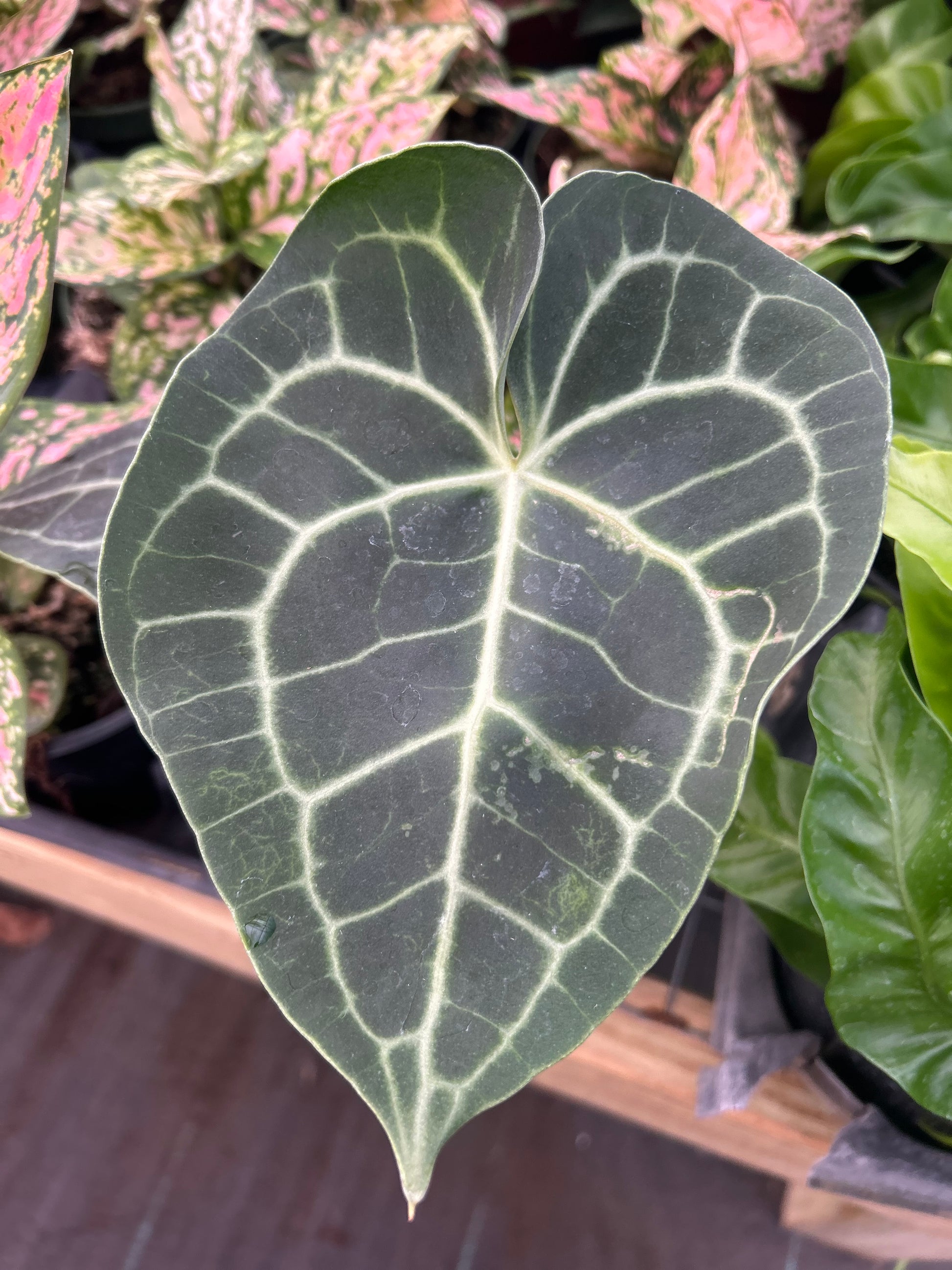 where to buy anthurium clarinervium Anthurium clarinervium 4 IN