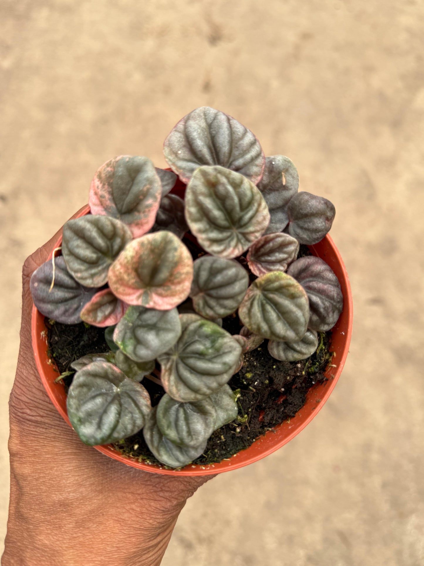 Peperomia Abrico