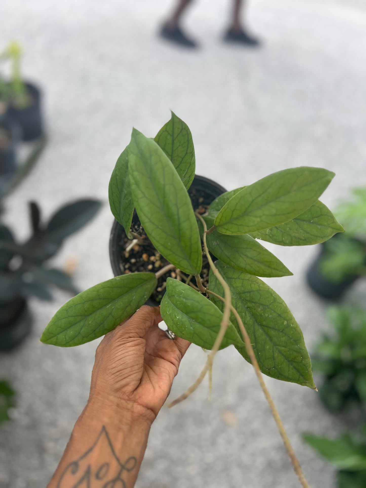 Hoya Vitellinoides