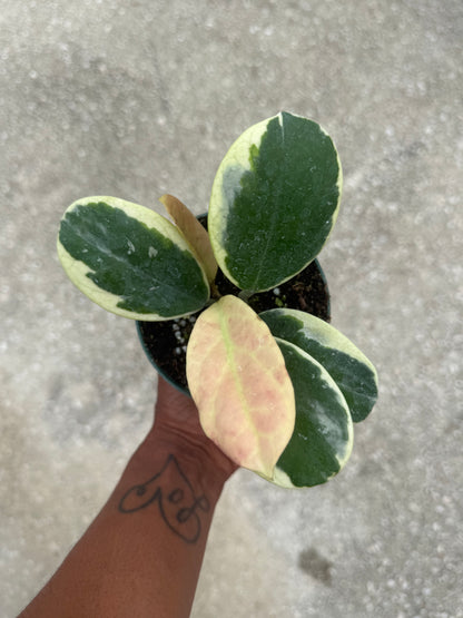 Hoya obovata albo