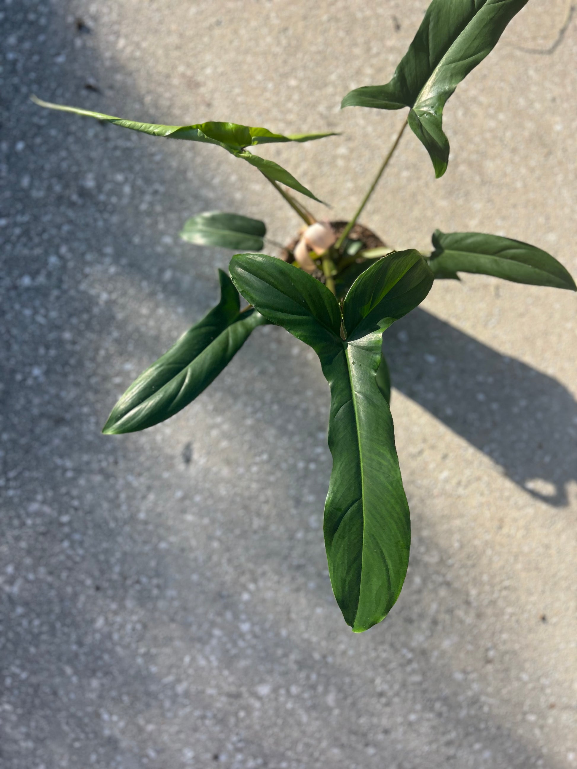 philodendron 69686 for sale Philodendron '69686' – Prop & Grow Plant Shop