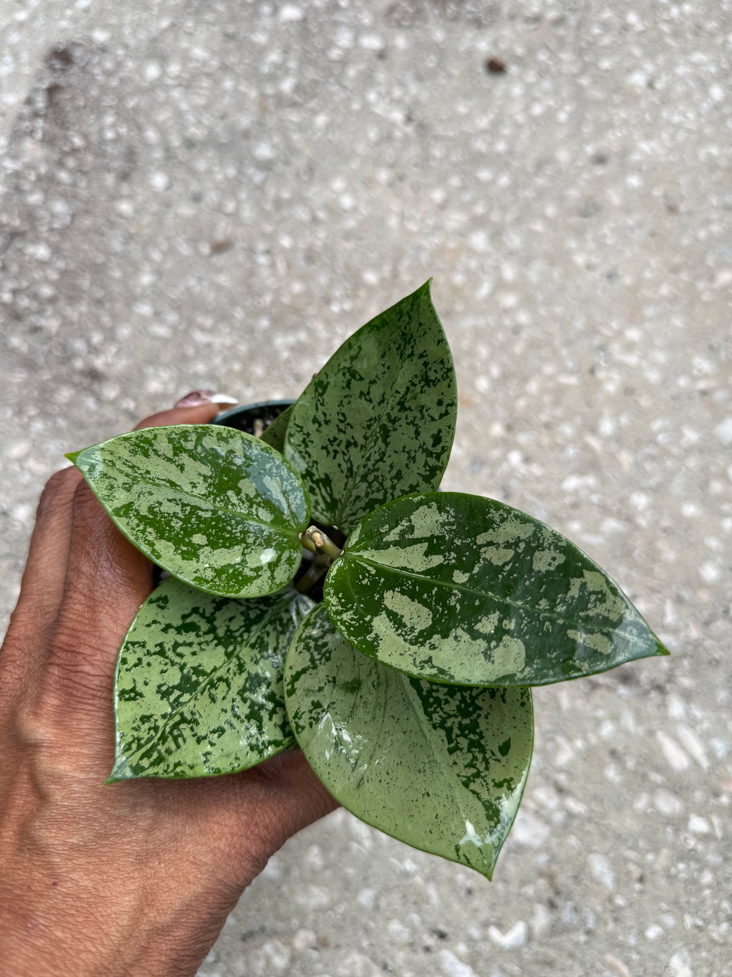 Hoya Heart Silver