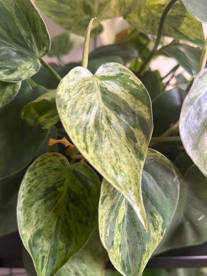 Philodendron 'Cordatum Heartleaf' Variegated