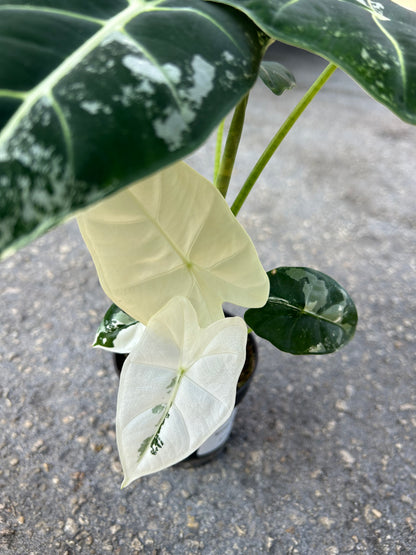 Alocasia Micholitziana “Frydek” Variegated