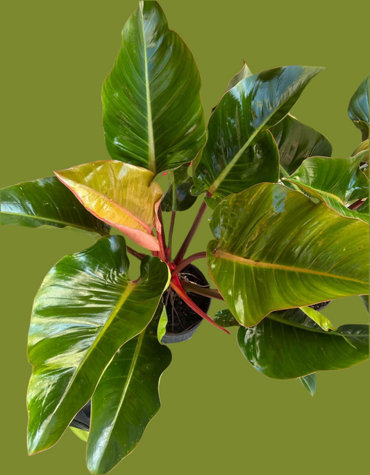 Philodendron Rojo Congo