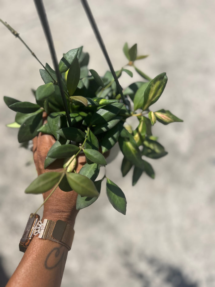 Hoya Burtoniae
