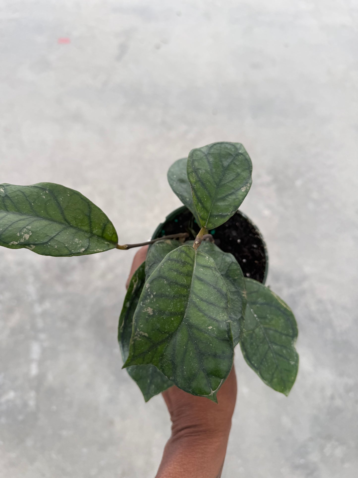 Hoya Callistophylla Vena