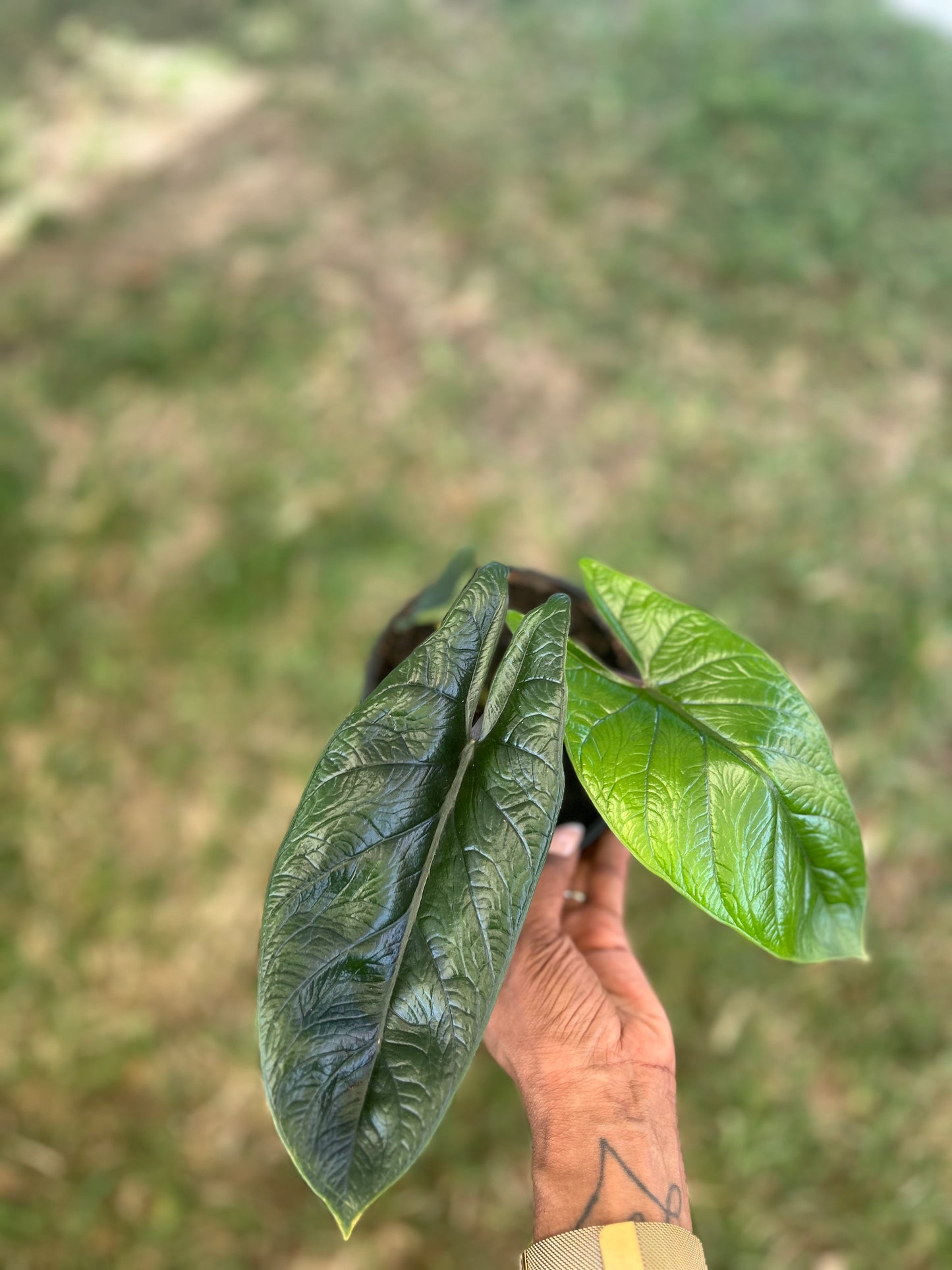 Alocasia Scalprum