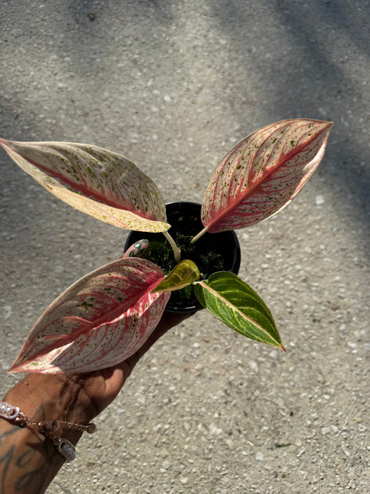 Aglaonema 'Red Legacy'