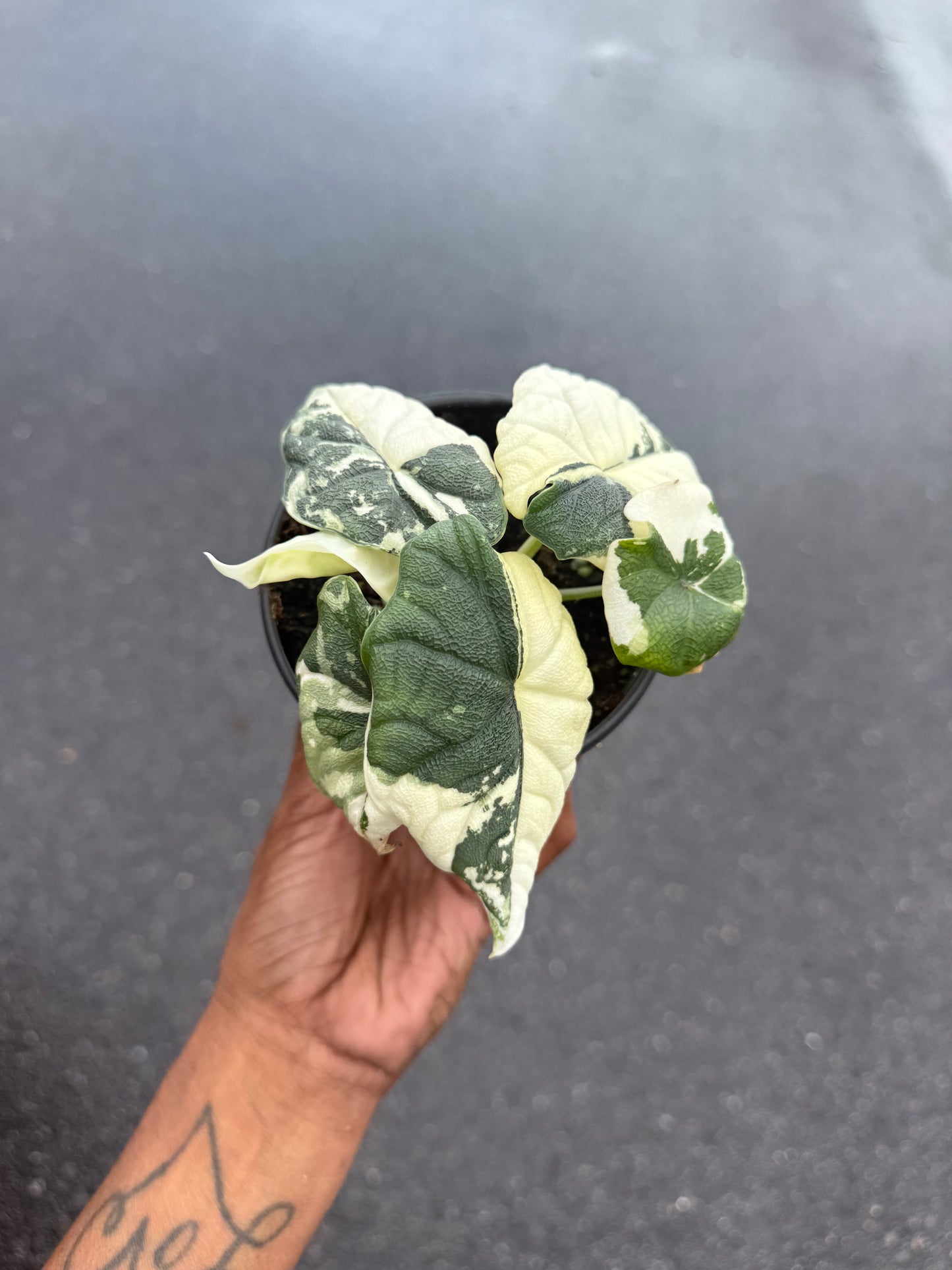 Alocasia Melo Variegated Albo
