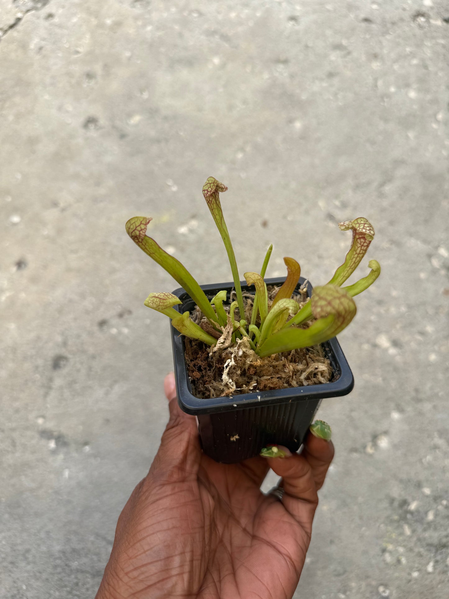 Sarracenia ‘Scarlet Belle’