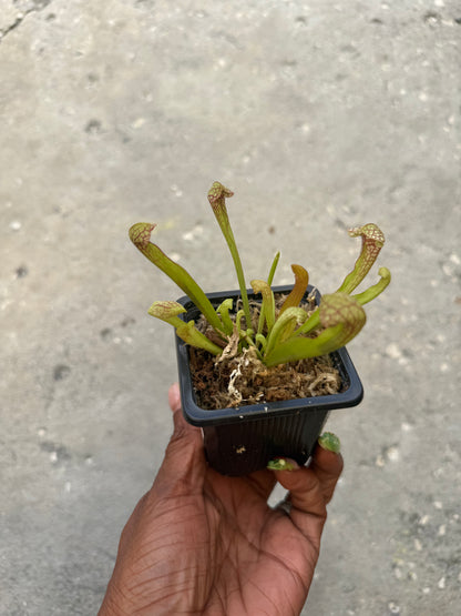 Sarracenia ‘Scarlet Belle’