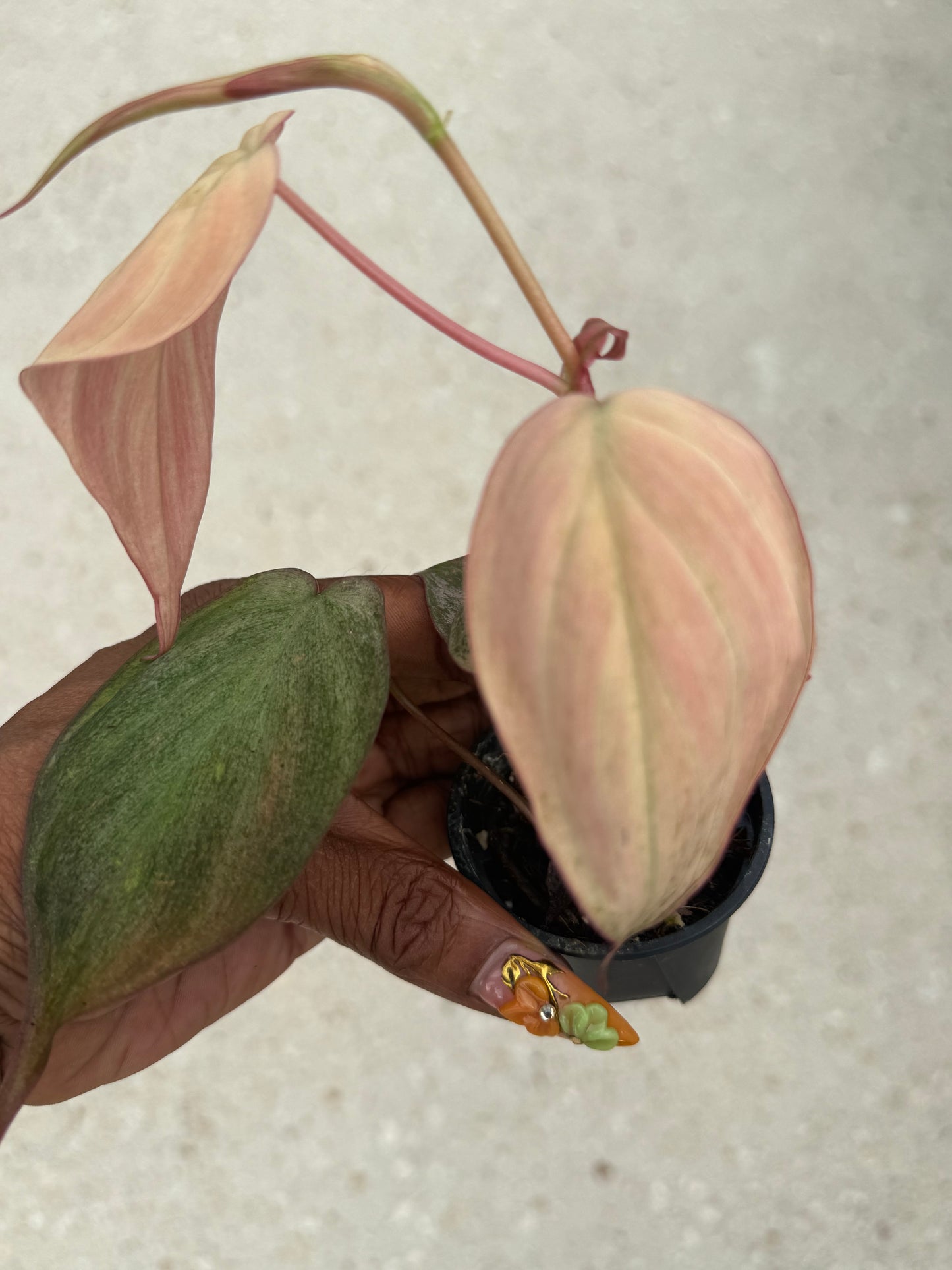 Philodendron micans pink mint