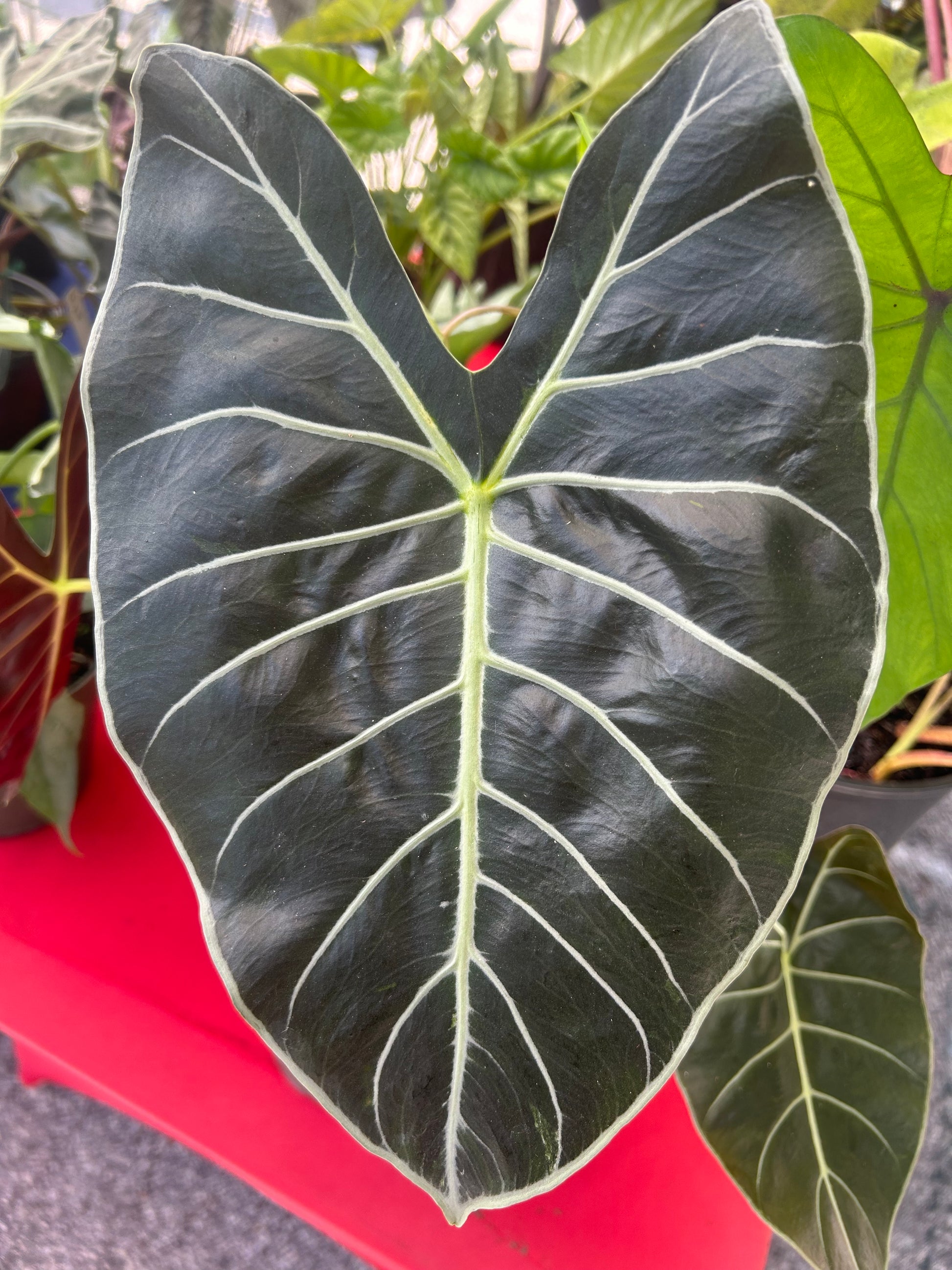 dragon tooth succulent Alocasia Longiloba Dragon's Tooth