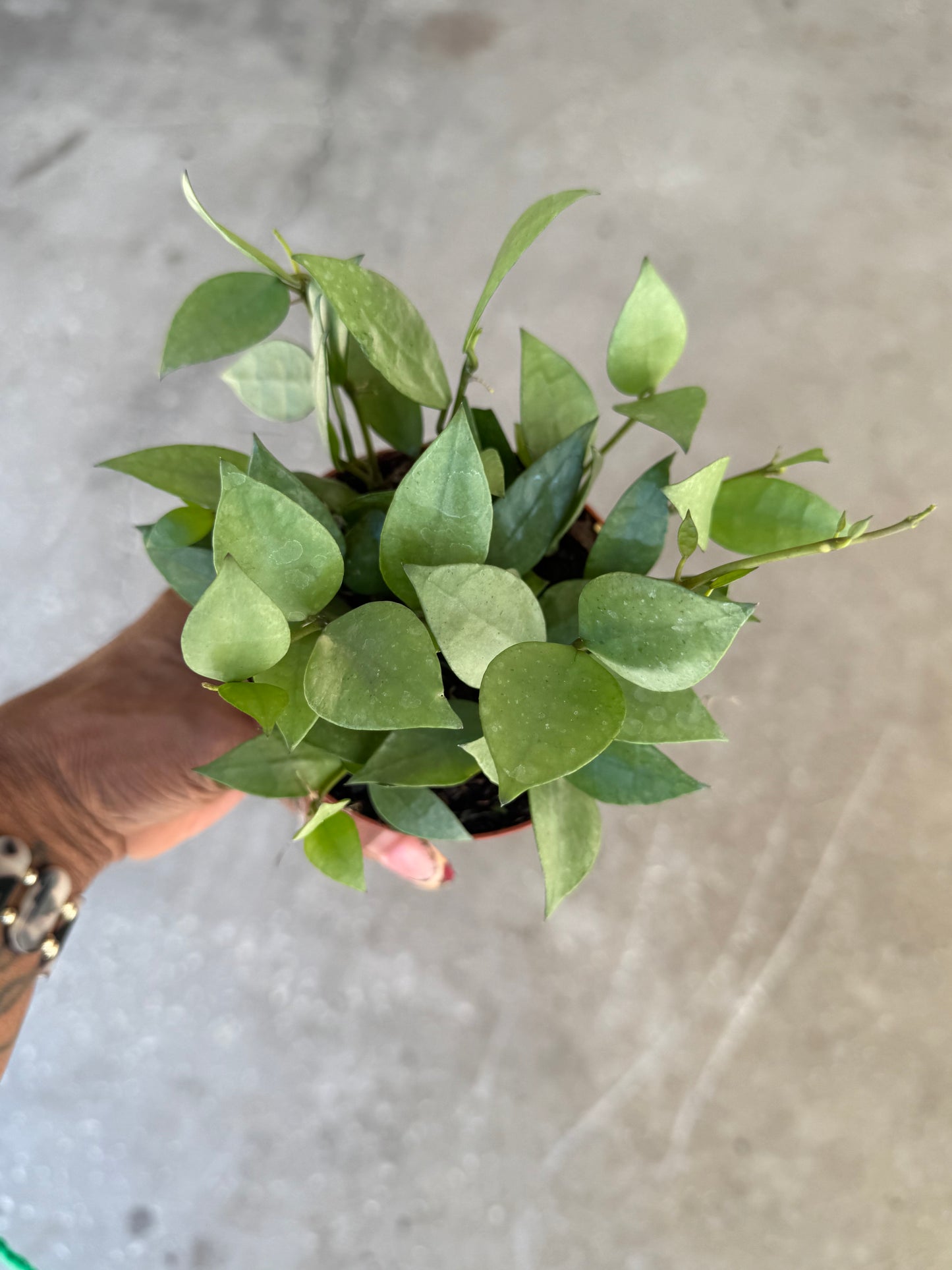 Hoya Krohiana Super Silver
