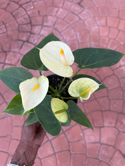 Anthurium 'Vanilla'