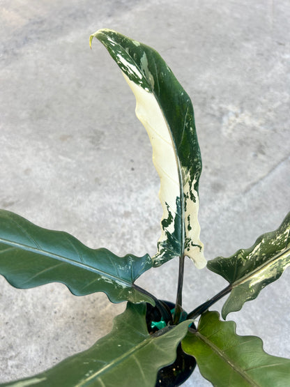 Alocasia Lauterbachiana Variegated Albo