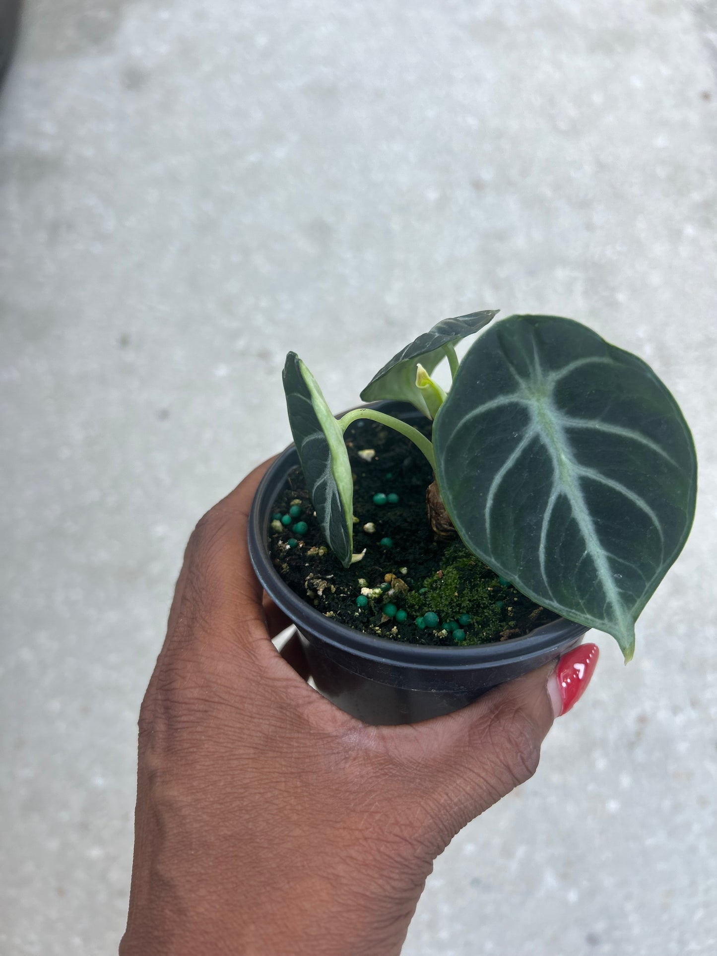 Alocasia 'Ninja'