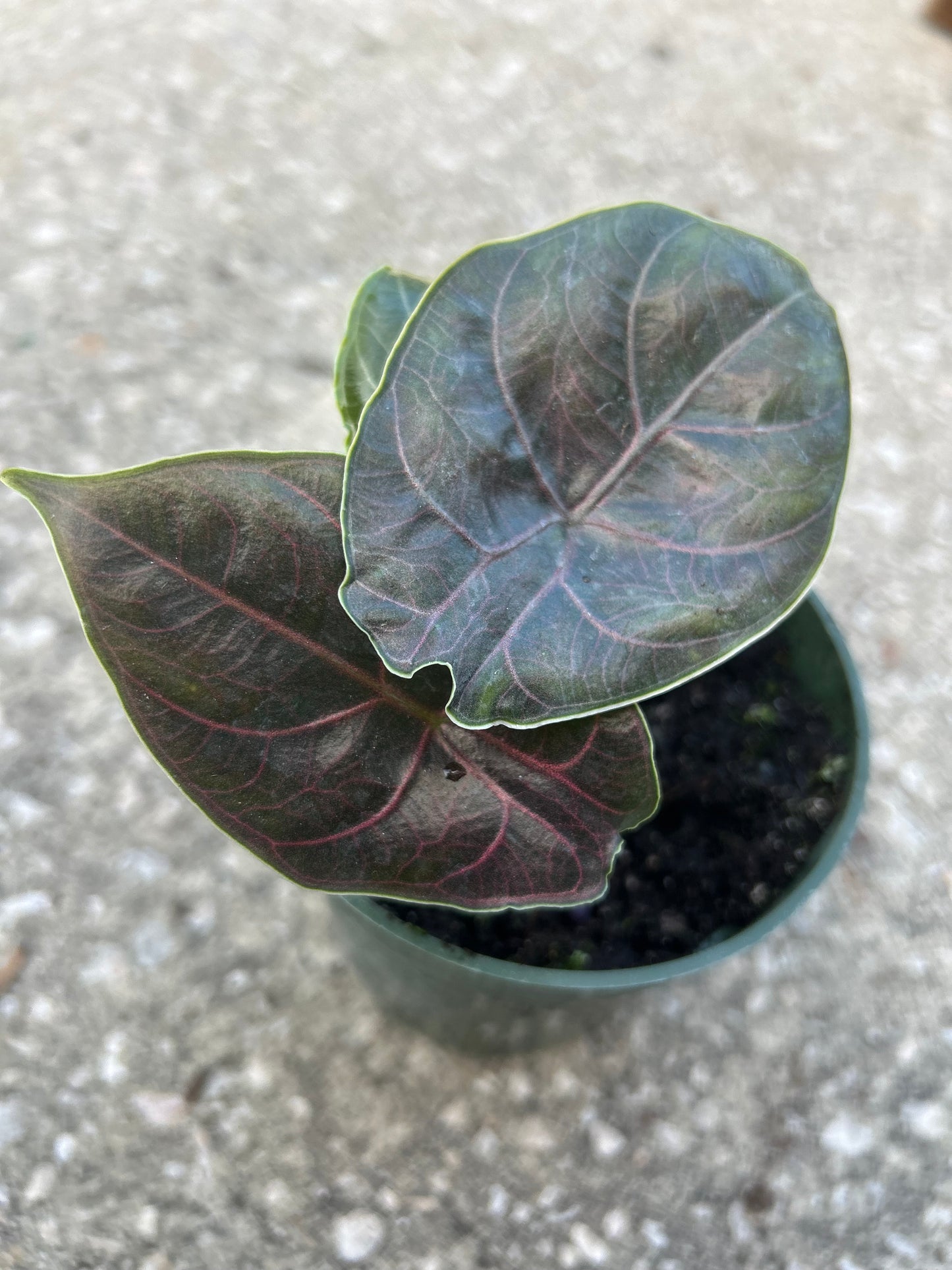 Alocasia Azlani