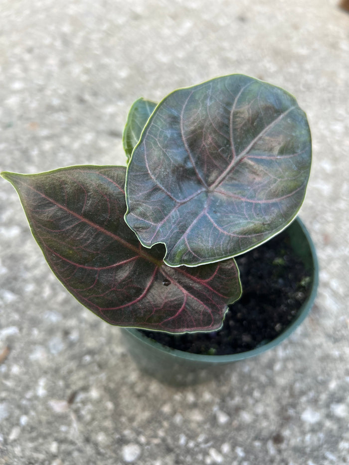 Alocasia Azlani