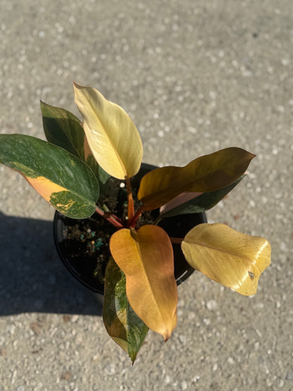 Philodendron 'Rojo Congo' Variegated