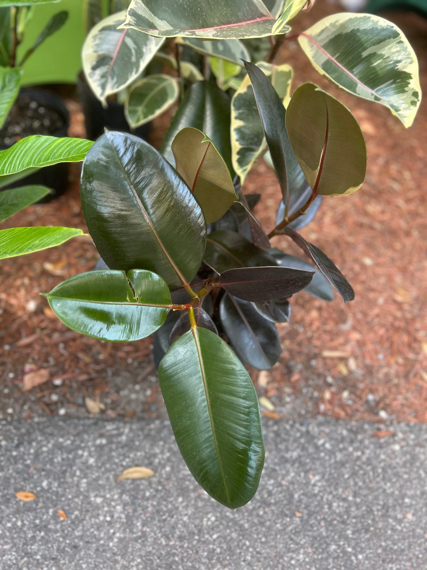 Ficus Elastica Burgundy