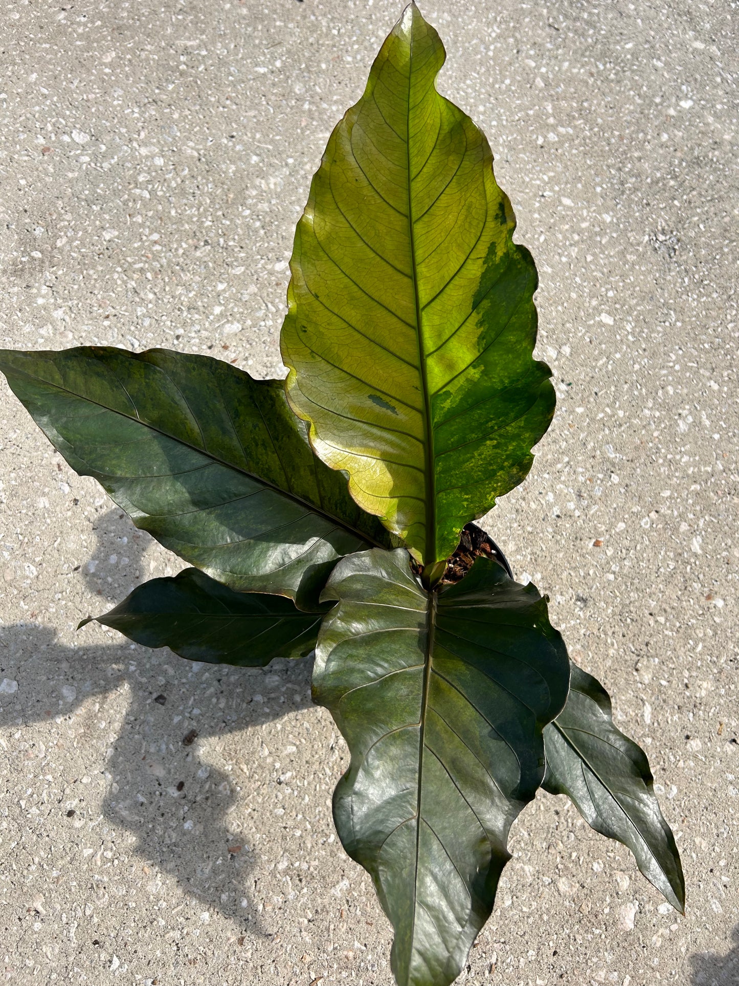 Anthurium Renaissance Variegated