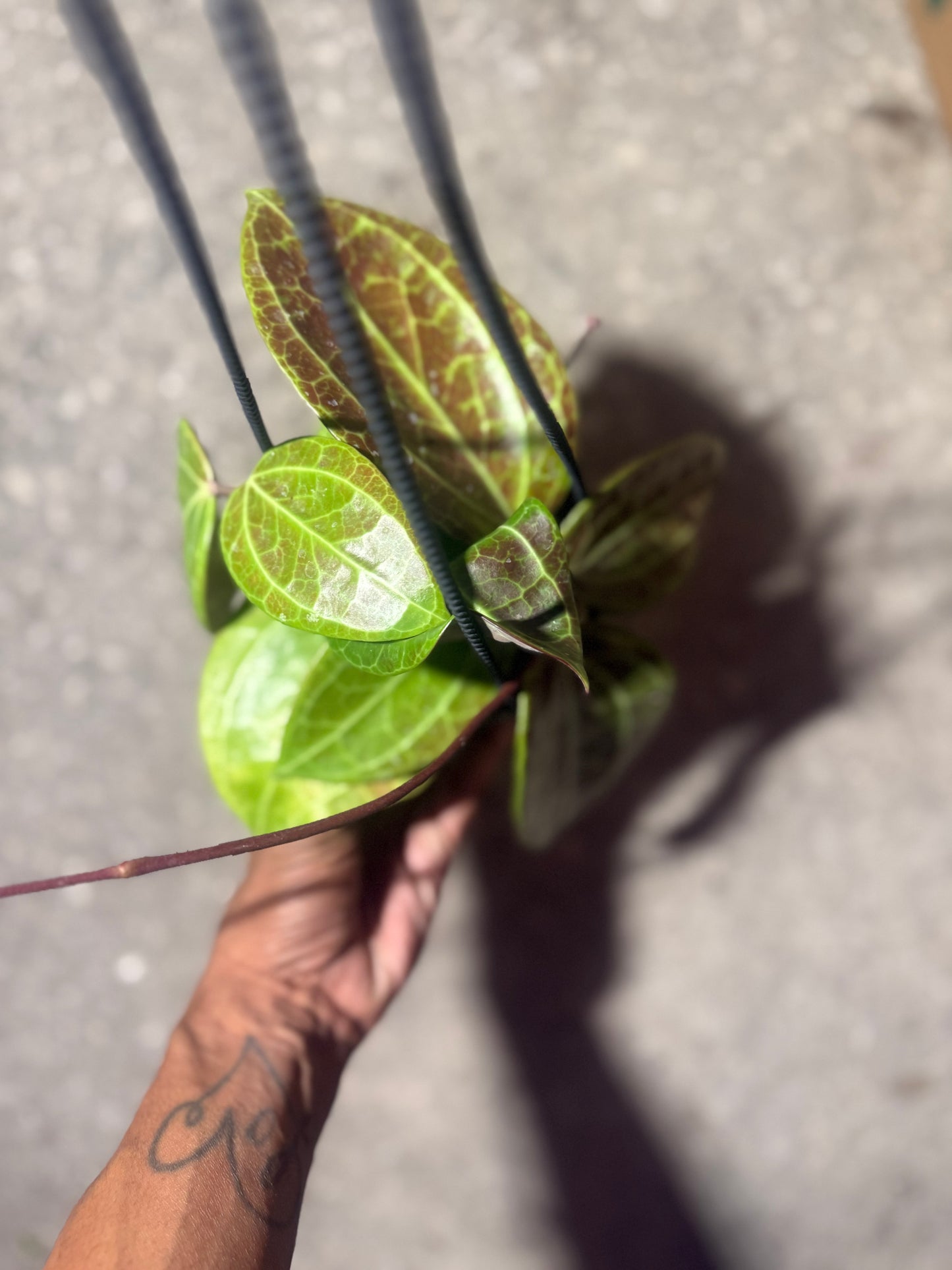 Hoya Latifolia Sarawak
