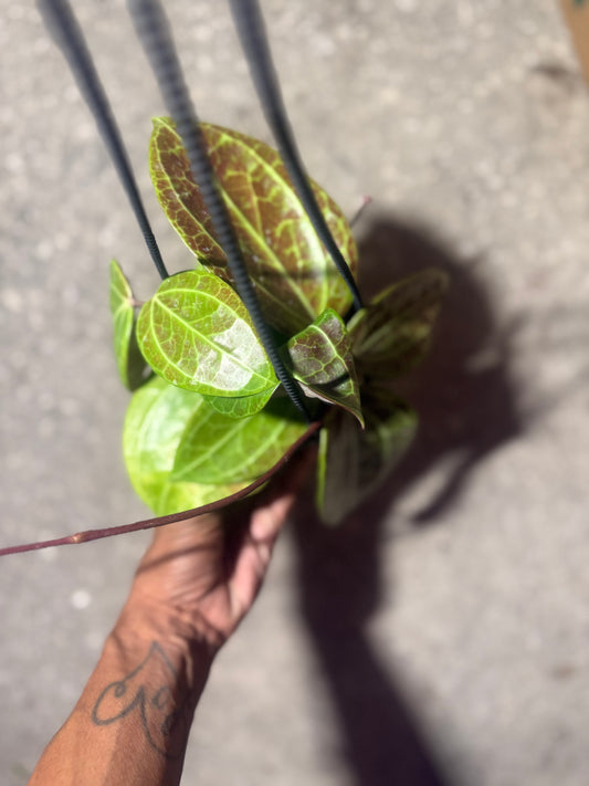 Hoya Latifolia Sarawak