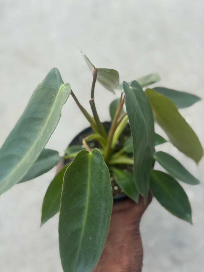 Philodendron ‘Spiritus-Sancti’