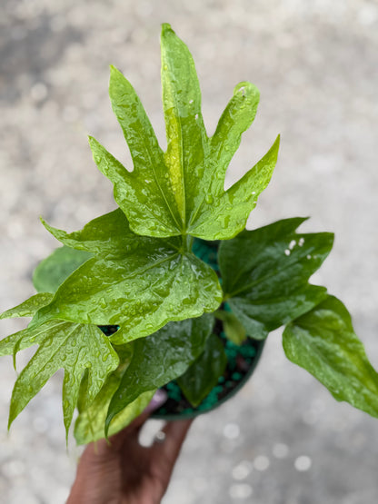 Anthurium ‘Fingers’