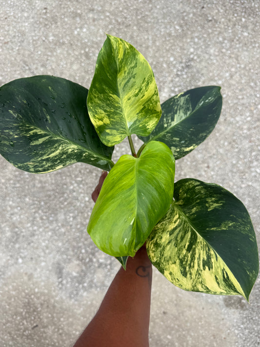 Philodendron White Wizard Aurea