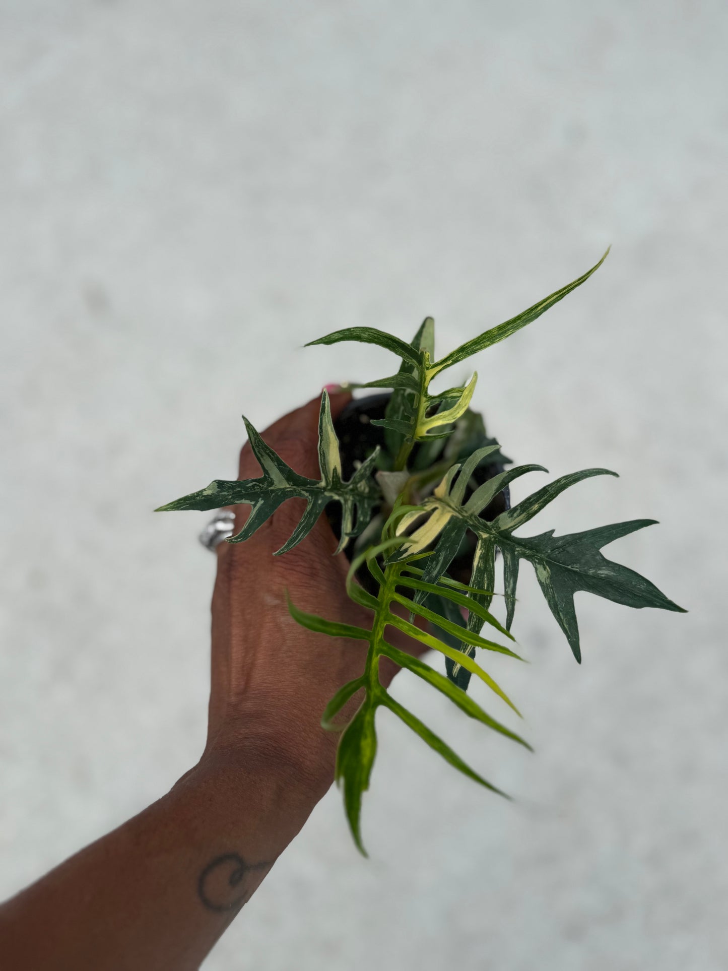 Philodendron Tortum variegated