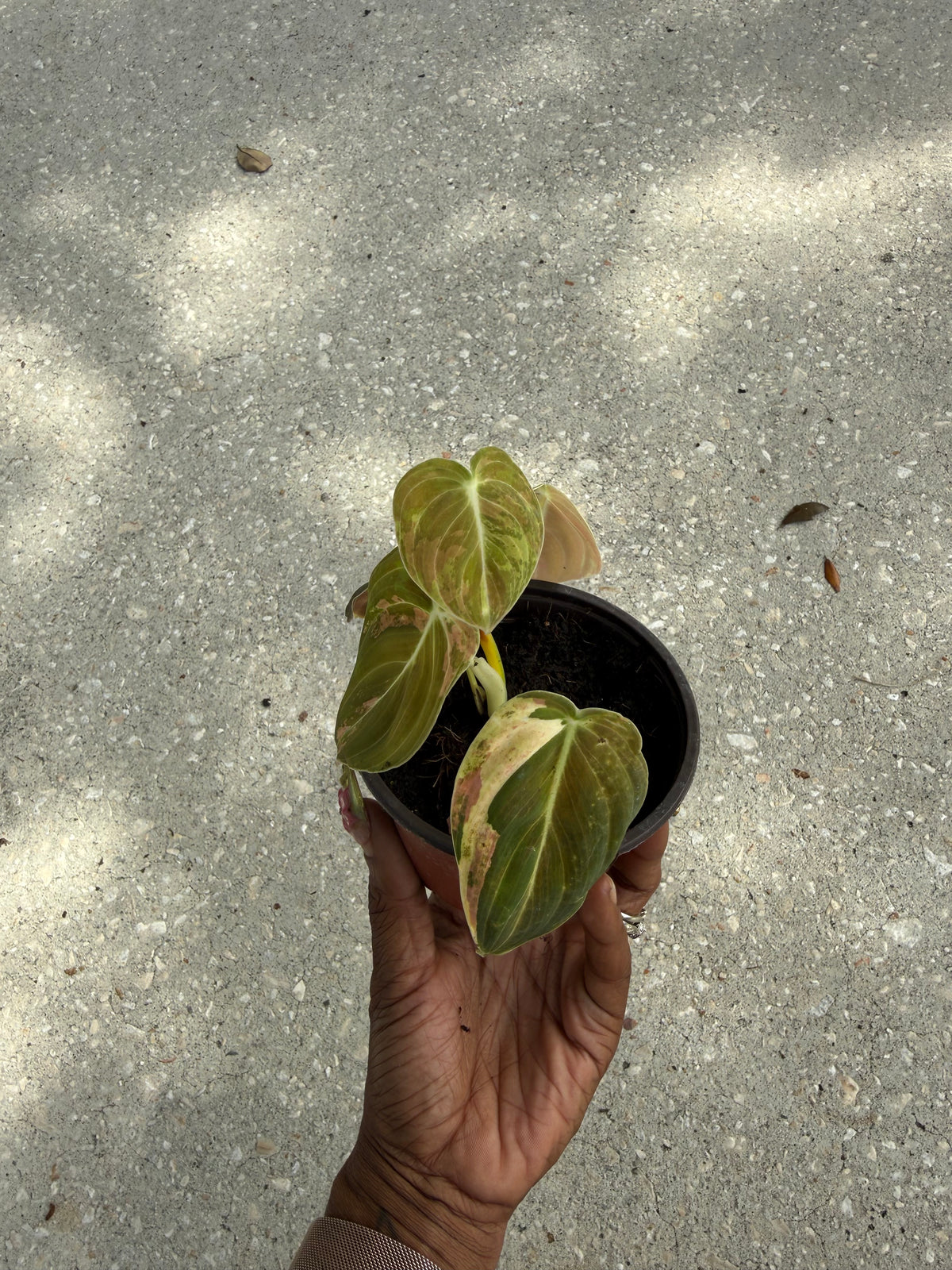 Philodendron melanochrysum orange variegated