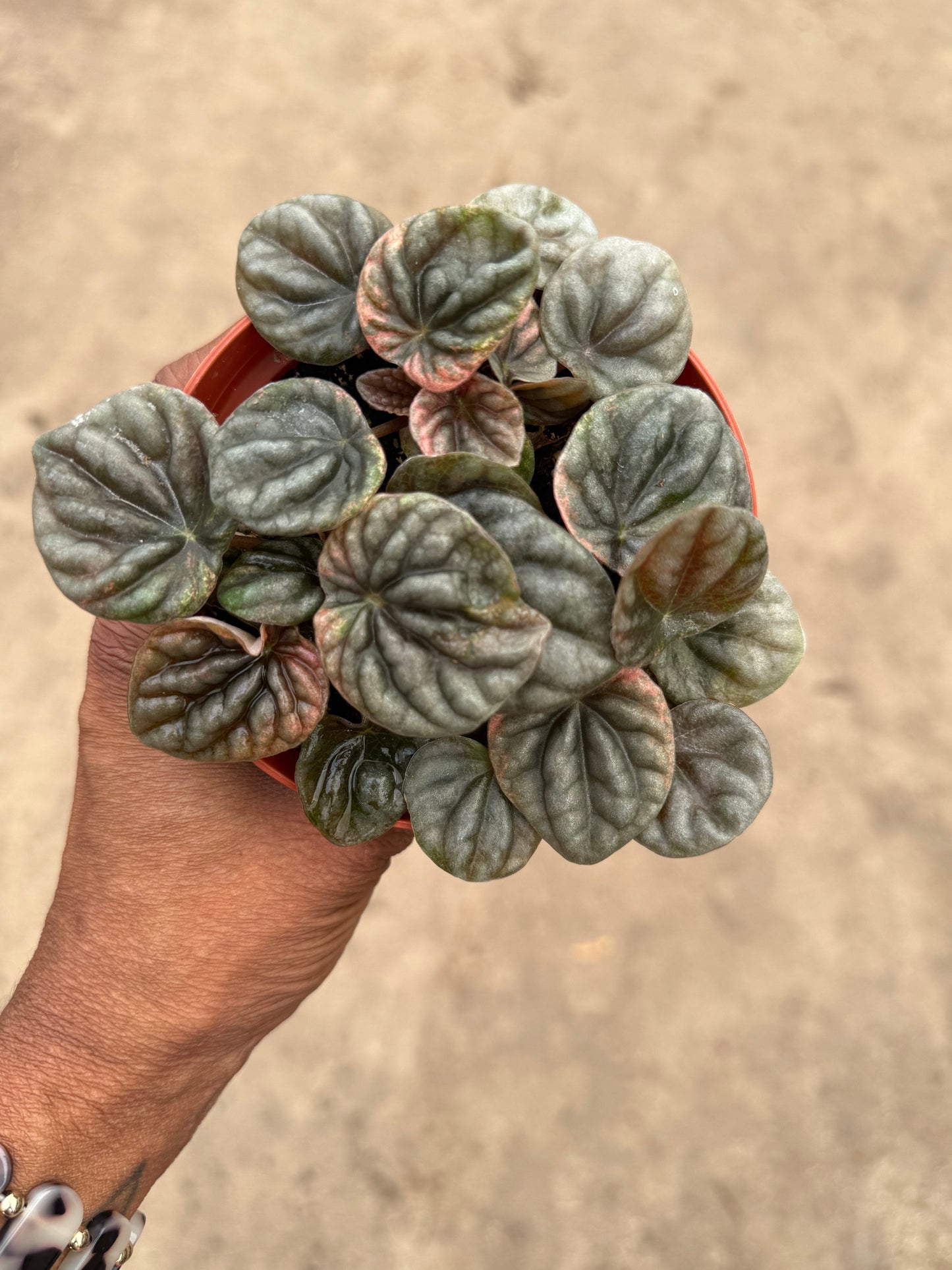 Peperomia Abrico