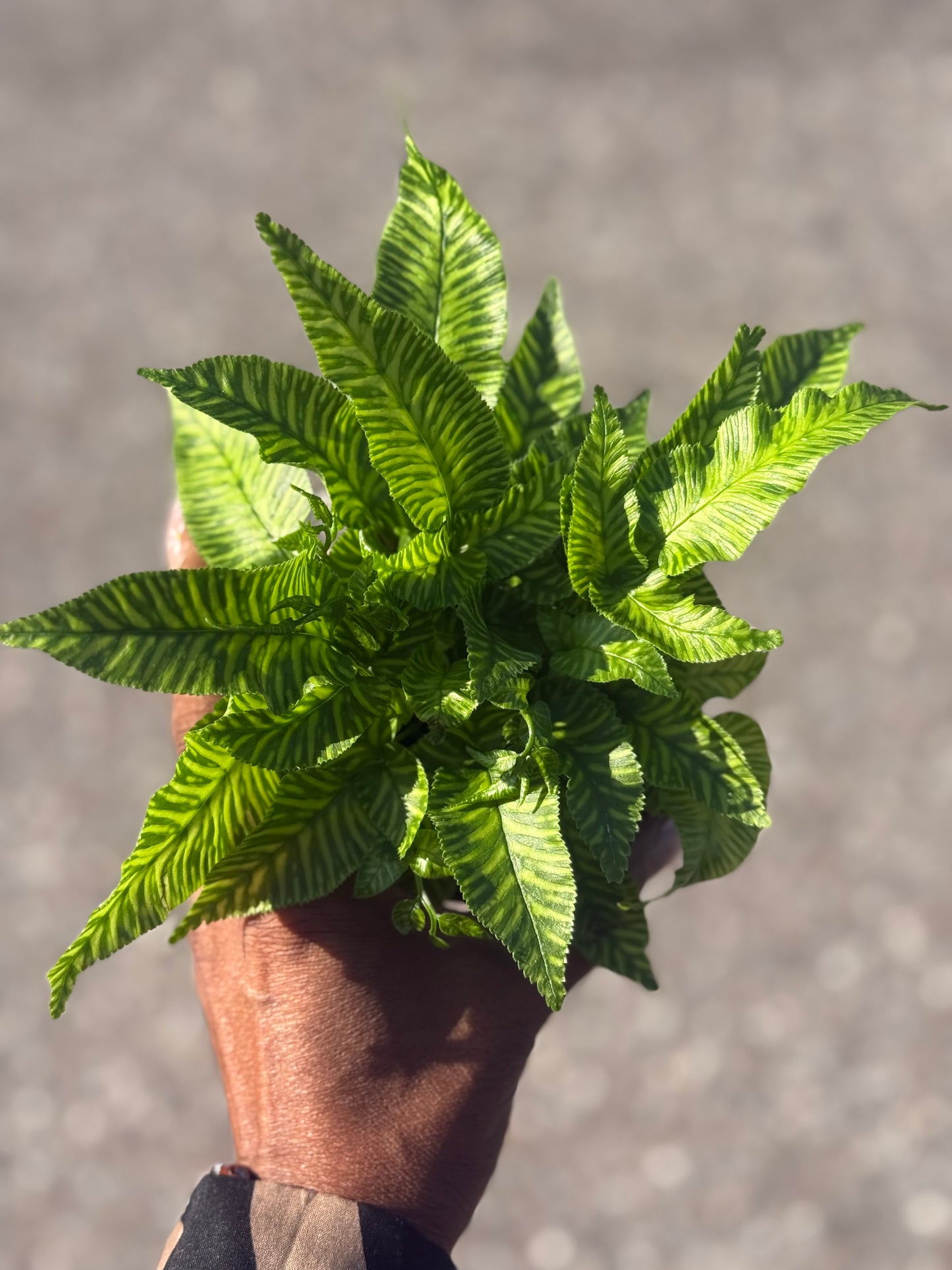 Coniogramme Emeiensis 'Golden Zebra Fern'