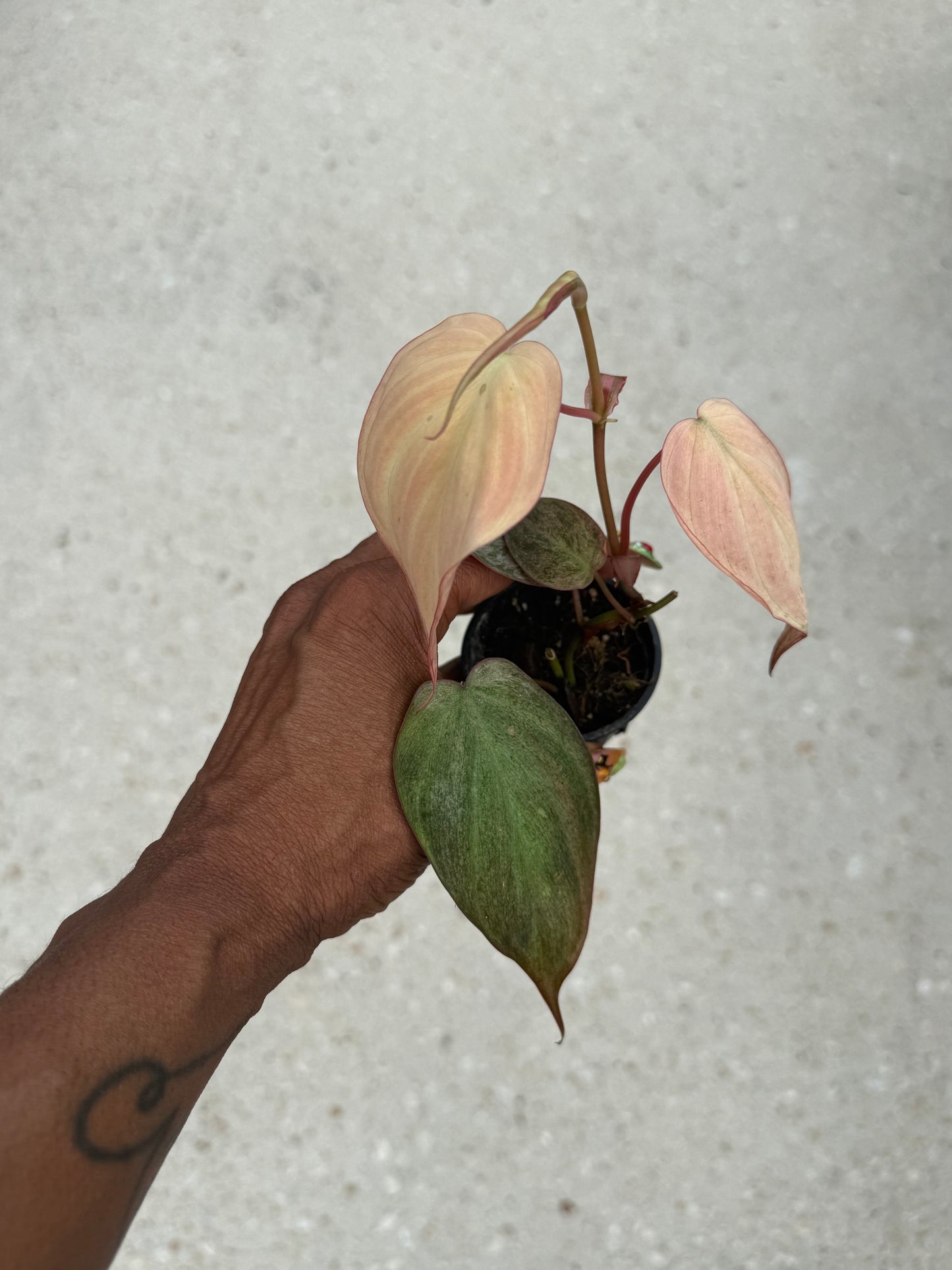 Philodendron micans pink mint