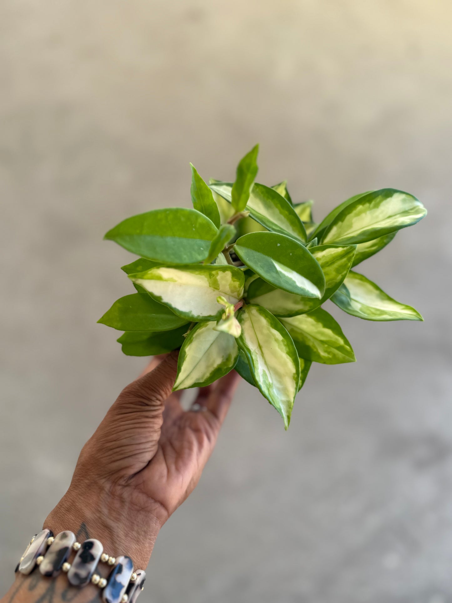 Hoya 'Krimson Princess'