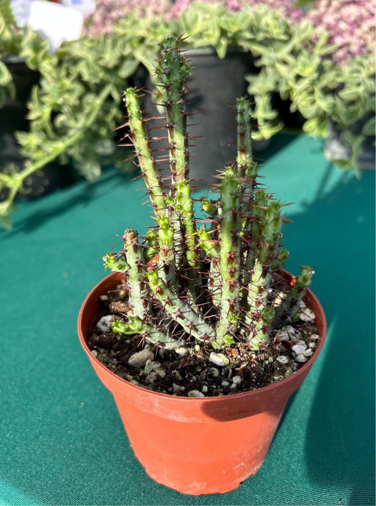 Euphorbia Aeroginosa