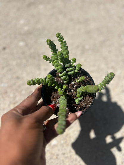 Crassula 'Baby Necklace'