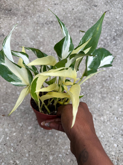 Epipremnum 'Mutant Manjula'