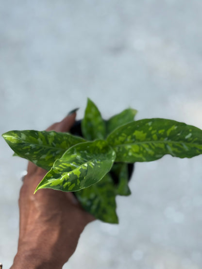 Aglaonema 'Pictum Tricolor'