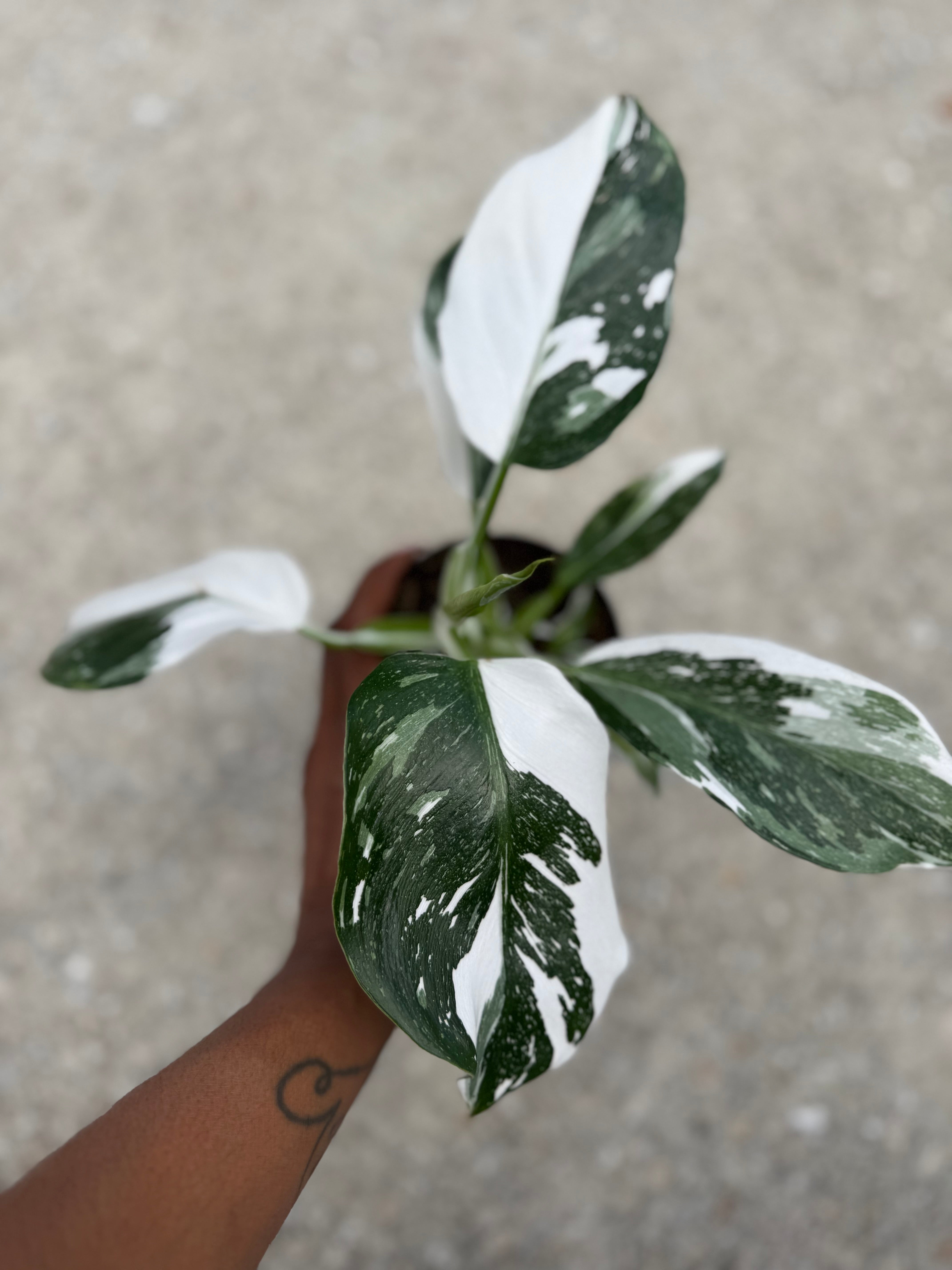 Philodendron 'White Wizard' – Prop & Grow Plant Shop