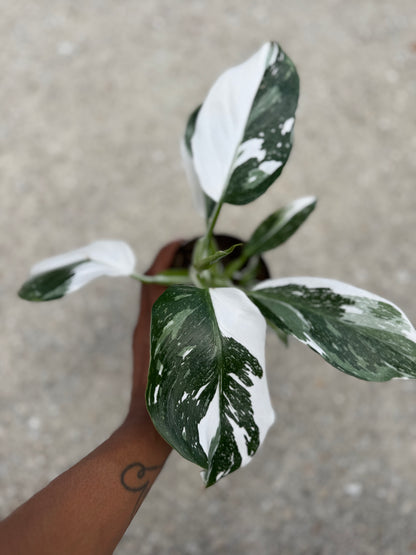 Philodendron 'White Wizard'