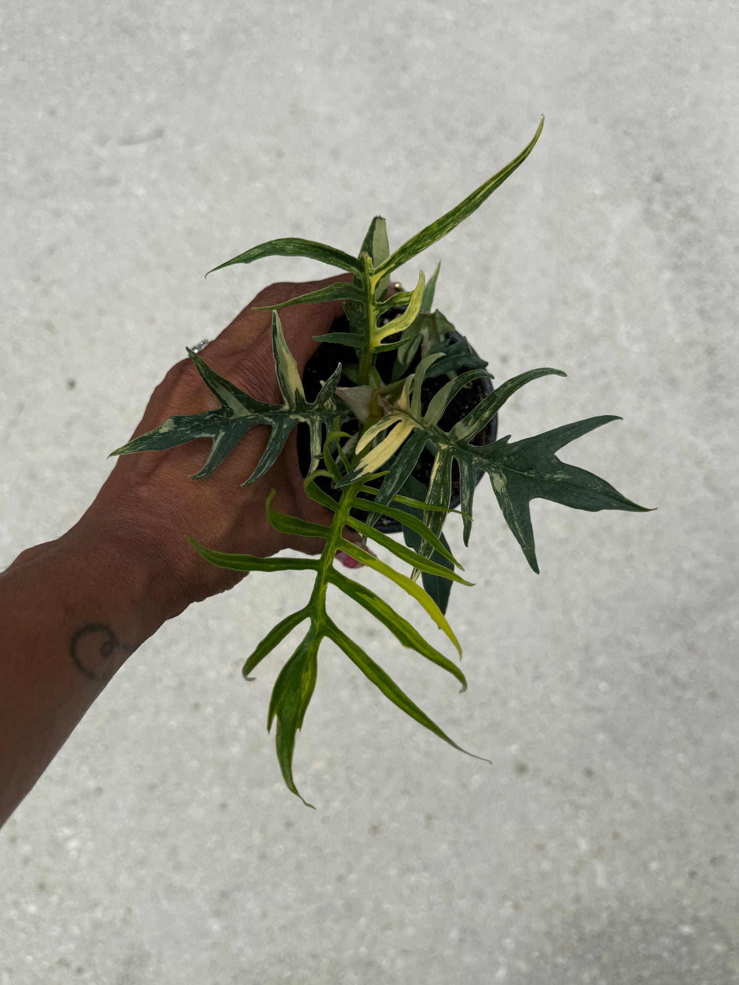 Philodendron Tortum variegated