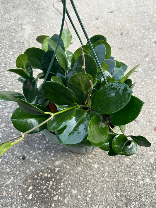 Hoya Australis