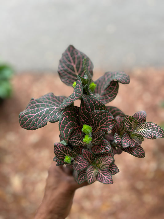 Fittonia Pink Nerve Plant